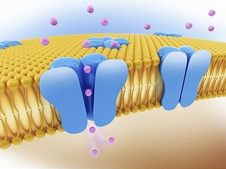Nel corso di un potenziale di azione, il potenziale di membrana può andare incontro a rapide variazioni, esse sono rese possibili dalla presenza di canali ionici che costituiscono una classe […]
