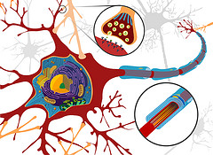 Nel sistema nervoso esistono due diverse classi di cellule: le cellule nervose o neuroni e le cellule gliali o glia.   Cellule nervose In generale in una cellula nervosa si […]
