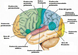 Principali aree cerebrali primarie ed associative