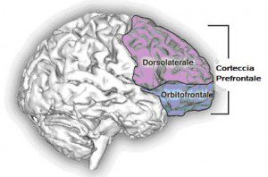 corteccia prefrontale