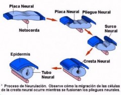 Neurulazione