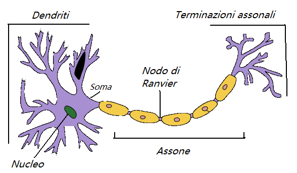 Decriizone del Neurone
