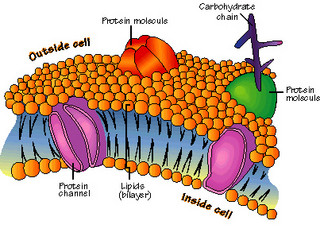 Membrana cellulare