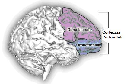 corteccia prefrontale