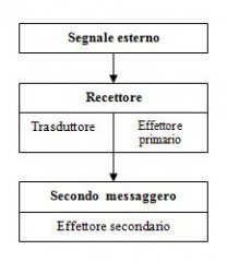Schema generale dei sistemi di secondo messaggero