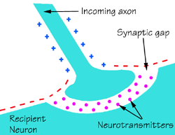 sinapsi-chimica