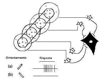 Organizzazione del campo recettivo di una cellula semplice