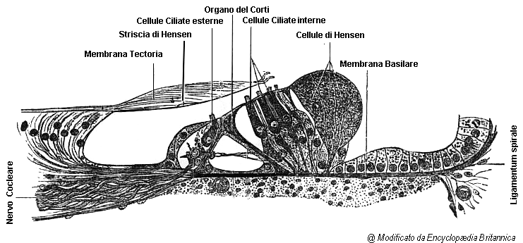 struttura anatomica coclea