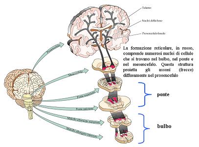 Formazione Reticolare. La Formazione Reticolare. La figura rappresenta la formazione reticolare, una complessa rete di neuroni distribuita nel tronco encefalico. Questa struttura riceve afferenze da diverse regioni del sistema nervoso e proietta i suoi assoni in modo diffuso verso il telencefalo. La formazione reticolare svolge un ruolo cruciale nell'integrazione di numerose funzioni, tra cui il controllo motorio, la regolazione sensoriale, il ciclo sonno-veglia e le emozioni.