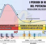I PERIODI DI REFRATTARIETÀ DEL POTENZIALE D'AZIONE