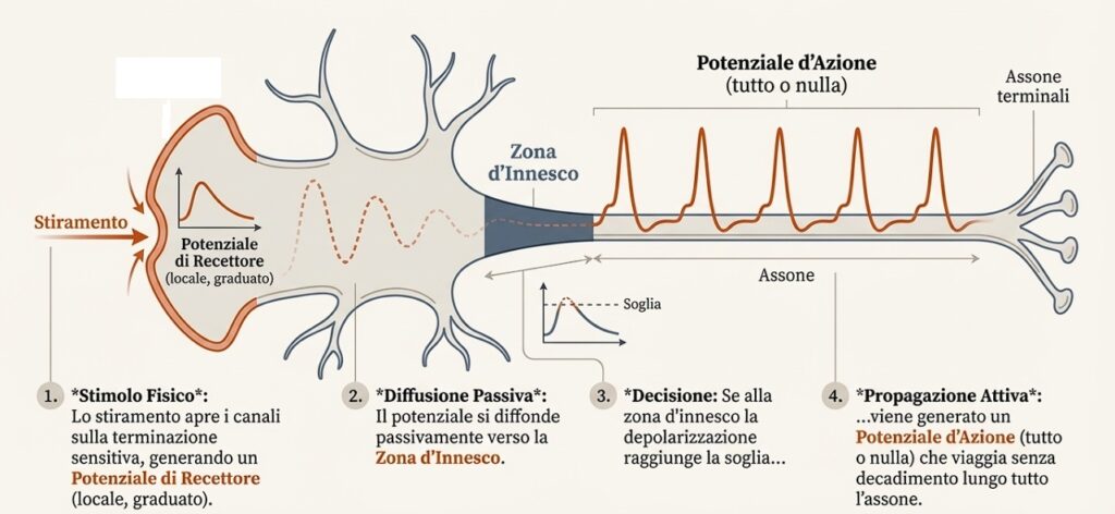 Il neurone e il viaggio del segnale