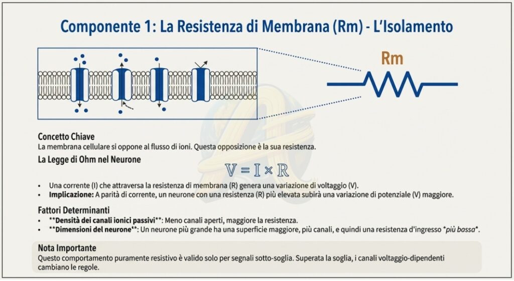 Proprietà elettriche passive del neurone 2 Le proprietà elettriche passive del neurone: La resistenza di membrana