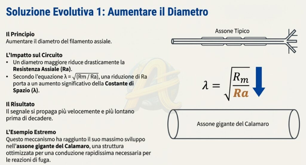 Proprietà elettriche passive del neurone 10 Soluzione Evolutiva Aumento di Diametro