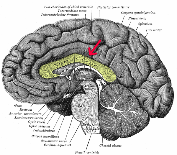 You are currently viewing Il Corpo Calloso e i Pazienti Split-Brain