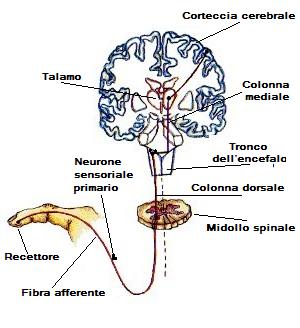 Schema generale della via sensoriale per il tatto. La figura rappresenta schematicamente la trasmissione degli stimoli tattili dal recettore cutaneo alla corteccia cerebrale. I recettori sensoriali cutanei, stimolati da un contatto, inviano impulsi nervosi attraverso le fibre afferenti che entrano nel midollo spinale. Qui, le fibre ascendono nelle colonne dorsali fino al bulbo, dove fanno sinapsi con i neuroni di secondo ordine. Le fibre di proiezione di questi neuroni decussano e risalgono al talamo, dove fanno sinapsi con i neuroni di terzo ordine. Infine, le proiezioni talamocorticali raggiungono la corteccia somatosensoriale primaria, dove gli stimoli vengono elaborati e percepiti