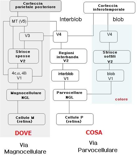 Schema via magnocellulare e parvocellulare
