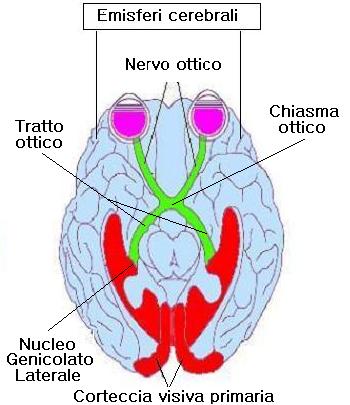 organizzazione sistema visivo