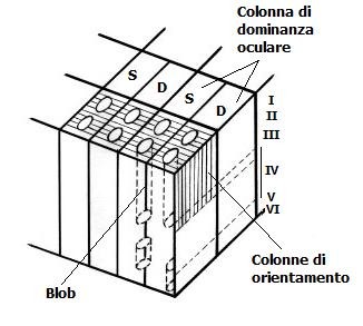 You are currently viewing La corteccia visiva primaria