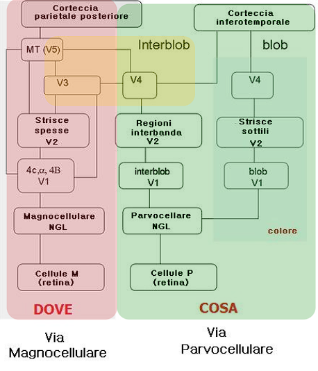 Grafico che mostra un confronto tra la via magnocellulare e la via parvocellulare.