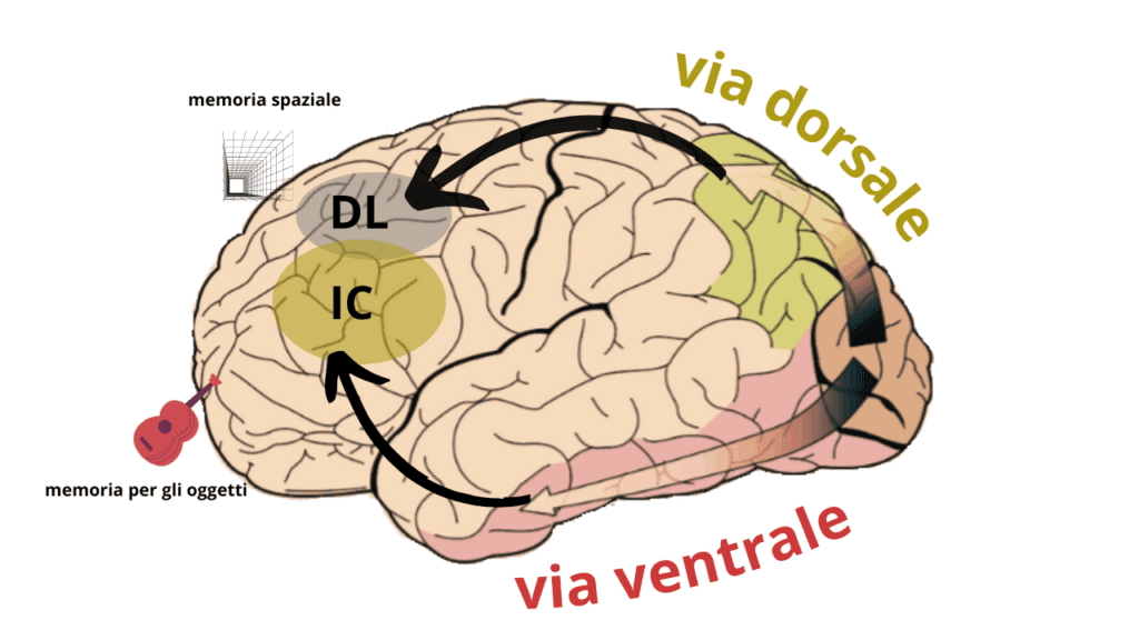 via ventrale dorsale completa