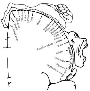 homunculus-motorio. Corteccia Motoria