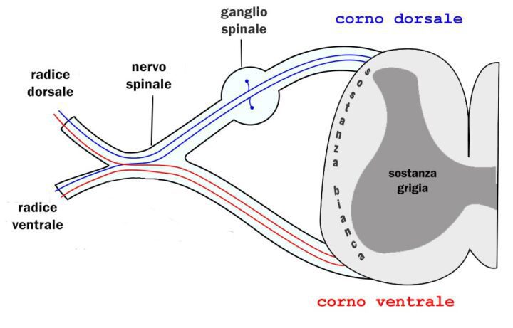 midollo-spinale sezione