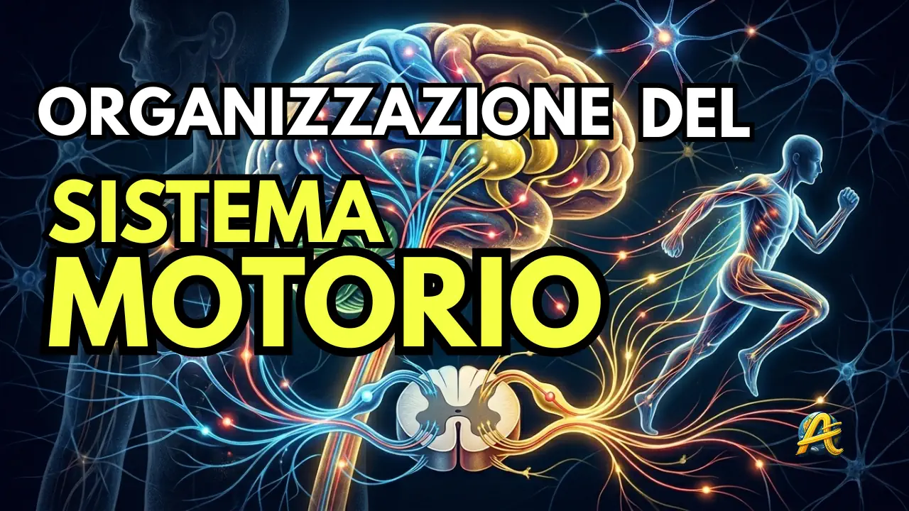 You are currently viewing Organizzazione del Sistema Motorio: Midollo Spinale, Tronco Encefalico e Corteccia