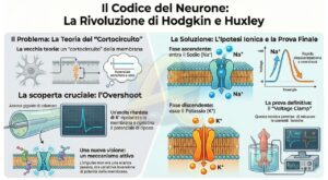 modello Hodgkin e Huxley 1952