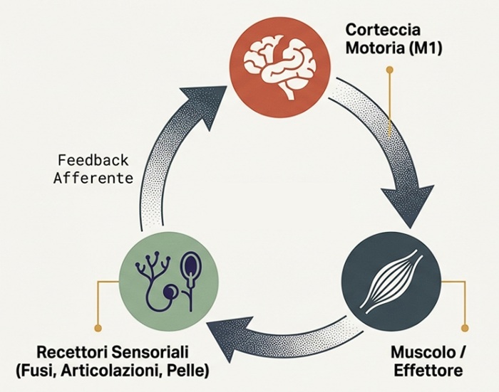 Diagramma circolare che illustra l'integrazione sensori-motoria. Tre icone rappresentano la Corteccia Motoria (M1), il Muscolo/Effettore e i Recettori Sensoriali, collegati da frecce che formano un ciclo . Il testo spiega come M1 riceva feedback continui per correggere e monitorare l'esecuzione del movimento in tempo reale.
